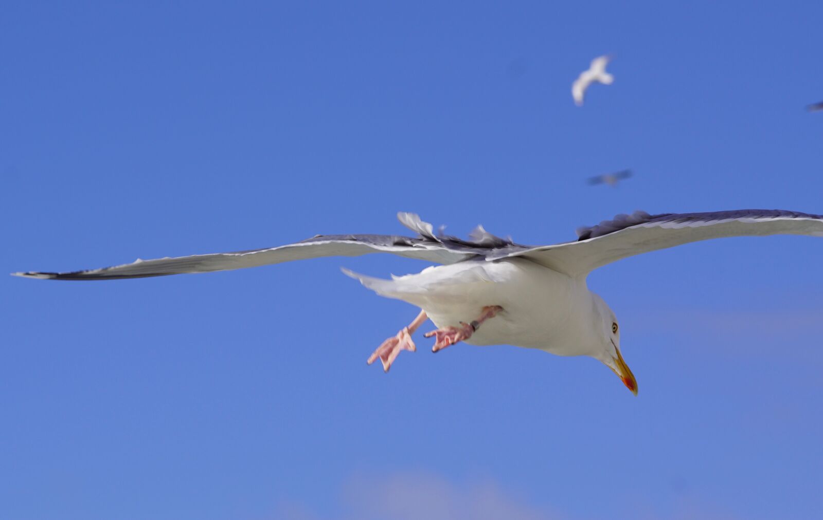 Sony SLT-A68 sample photo. Seagull, bird, fly photography