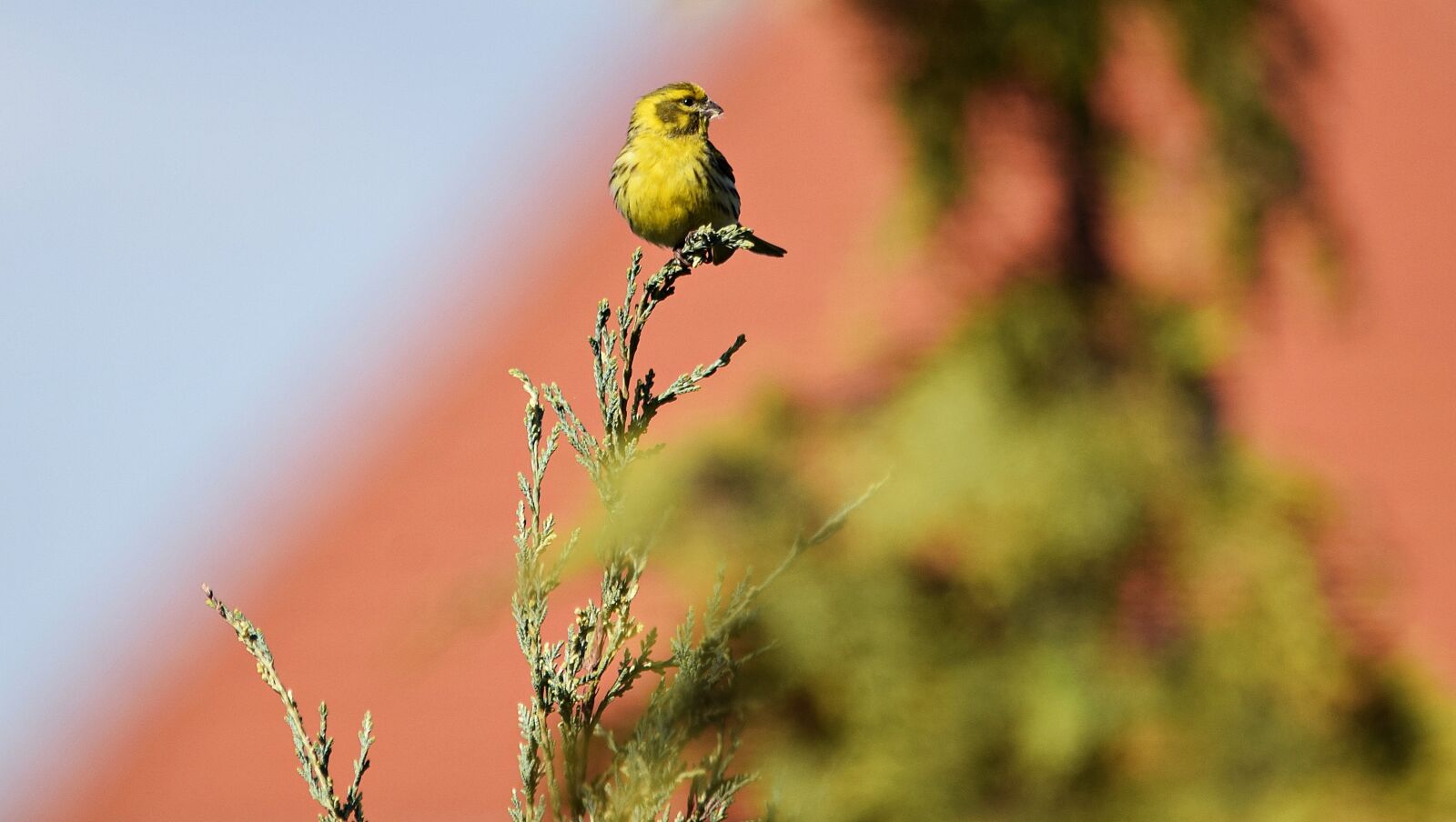 Nikon D5300 sample photo. Bird, nature, grass photography