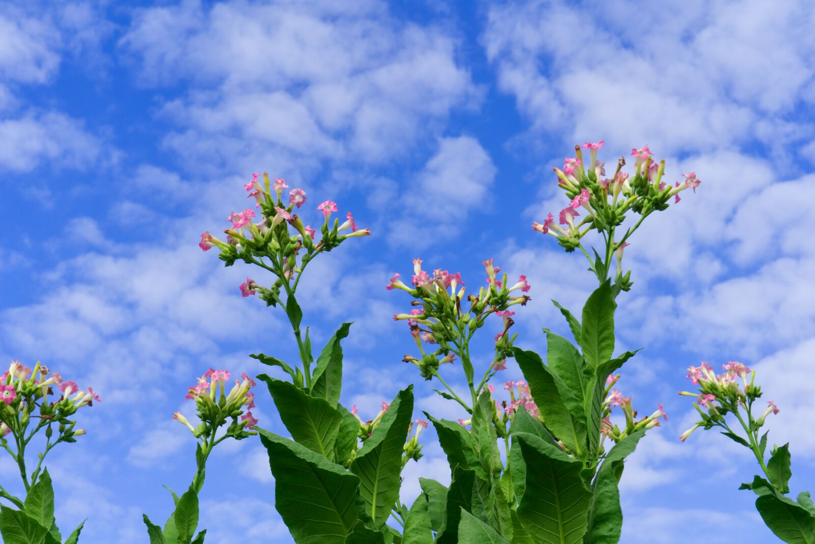 Sony a6000 + Sony E 35mm F1.8 OSS sample photo. Tobacco, plant, blossom photography