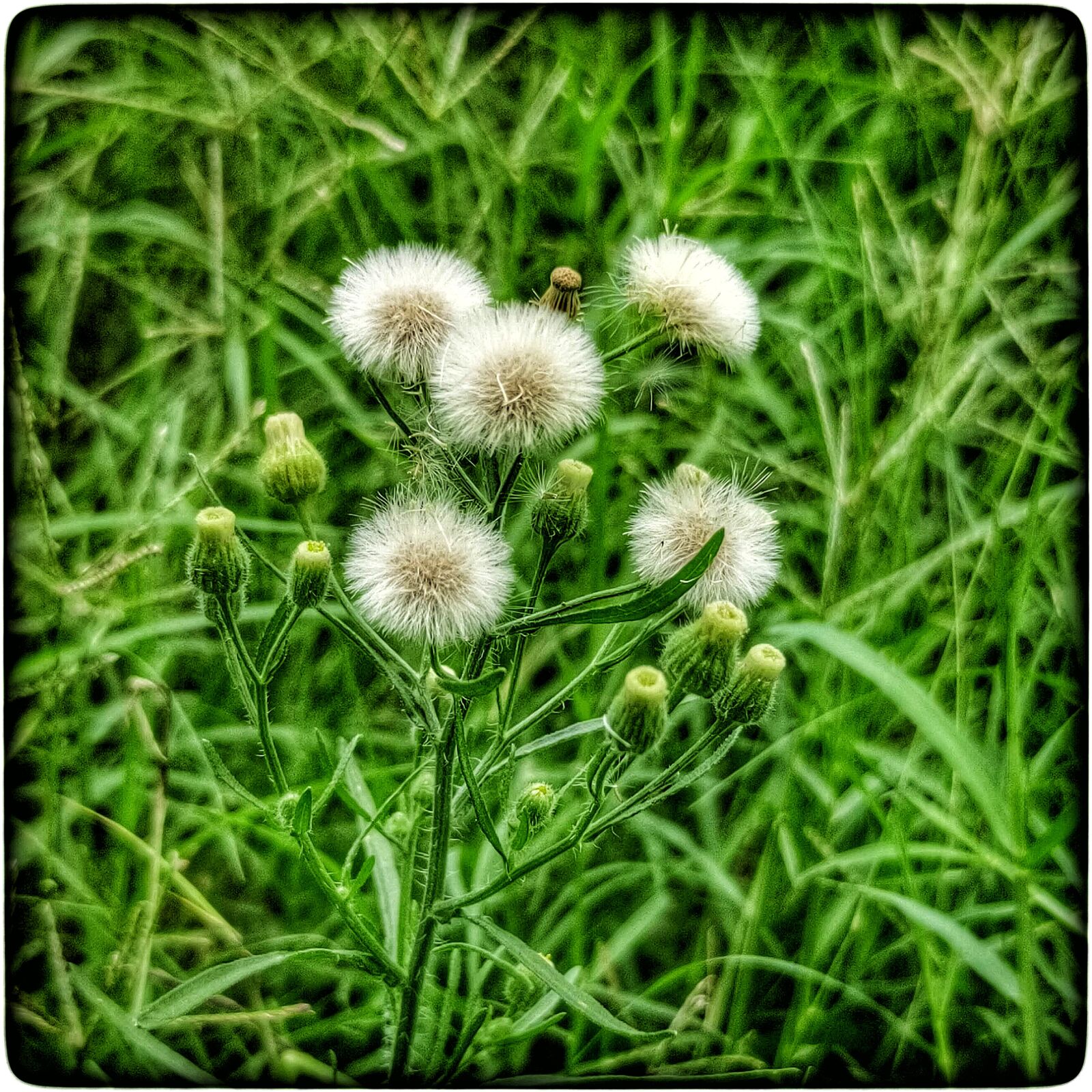 Realme 3 PRO sample photo. Green, flower, white photography