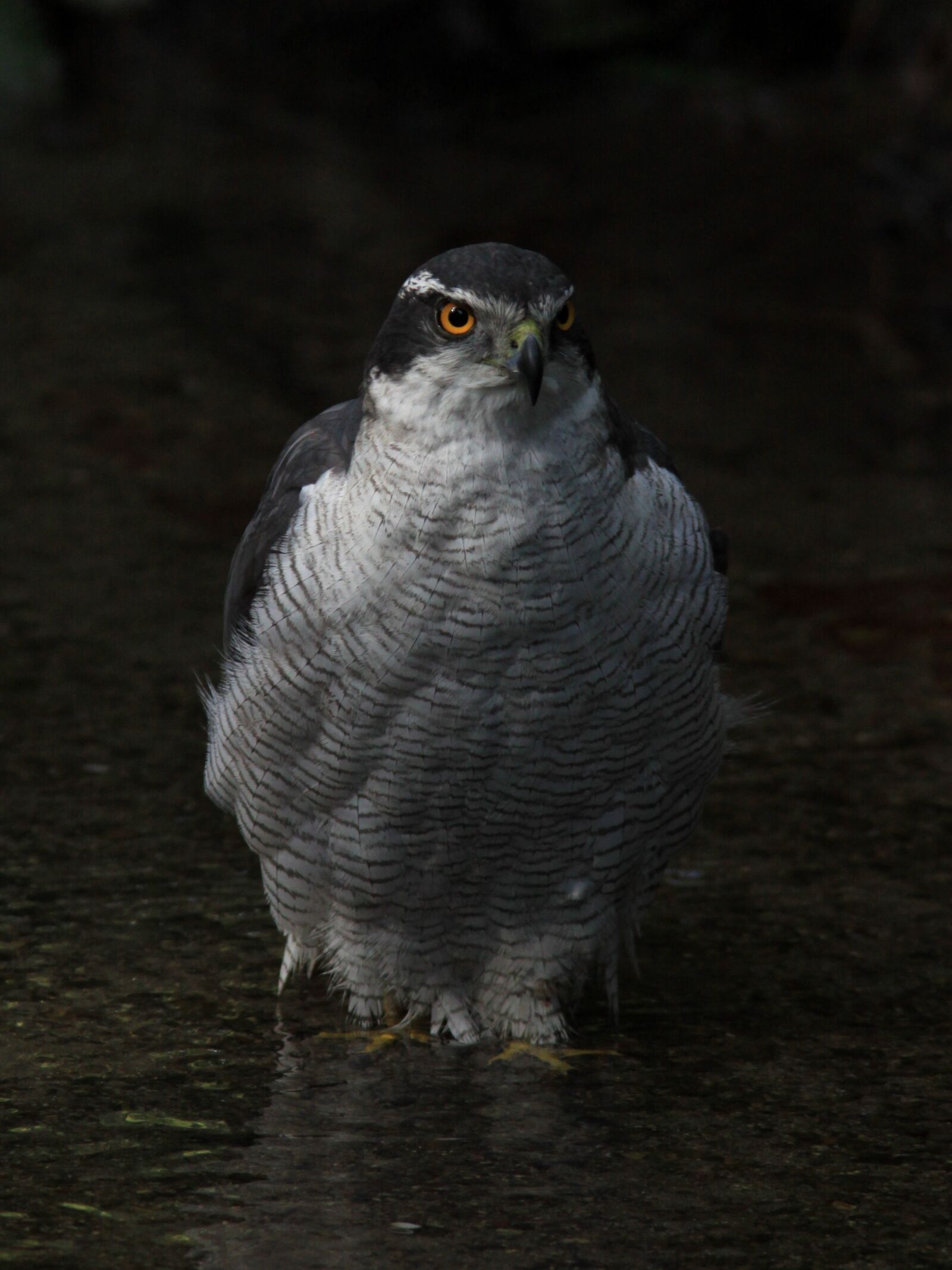 Canon EOS 50D sample photo. Falcon, hawk, wildlife photography
