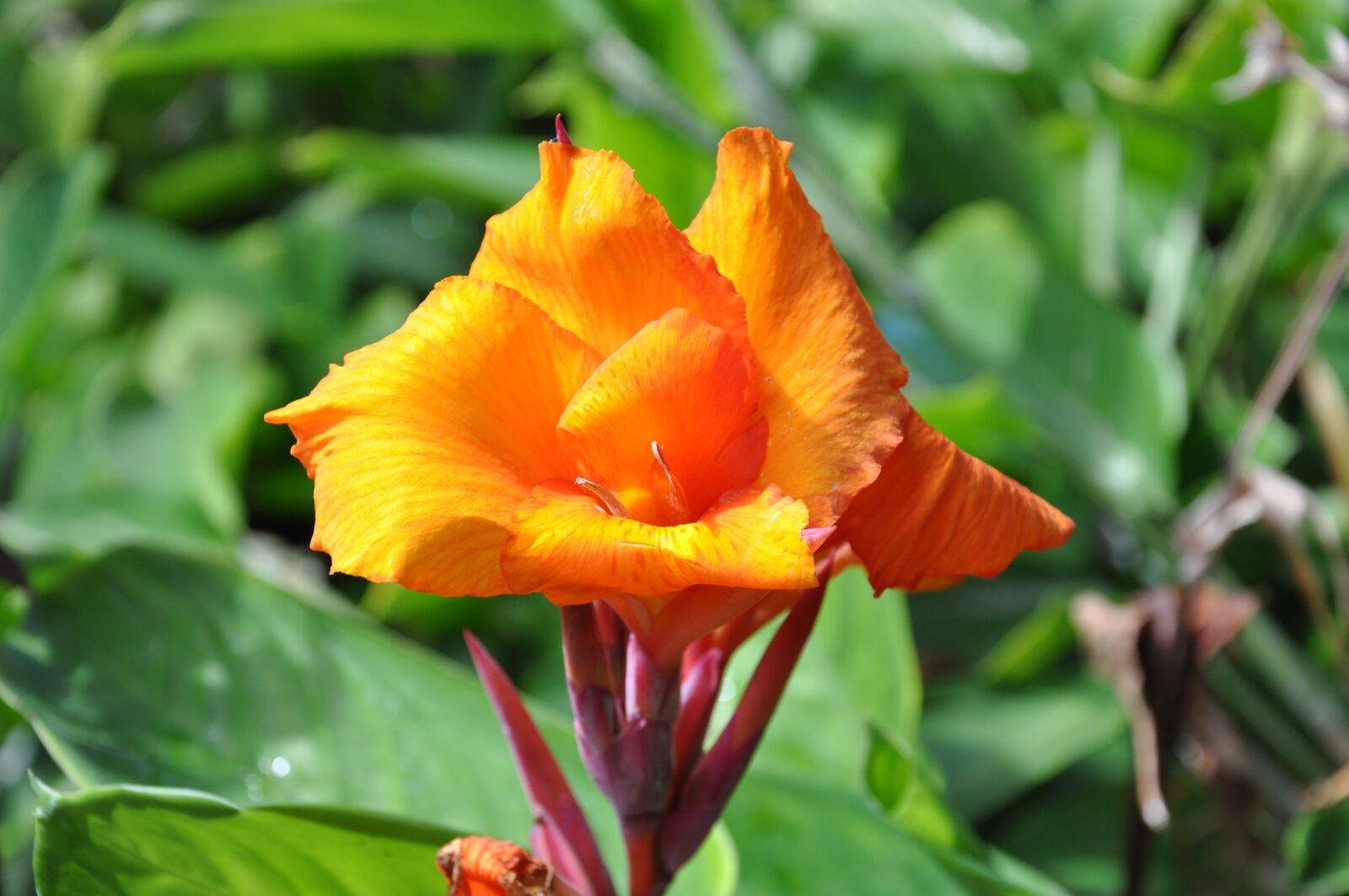 Nikon D90 sample photo. Nature, flower, plant photography
