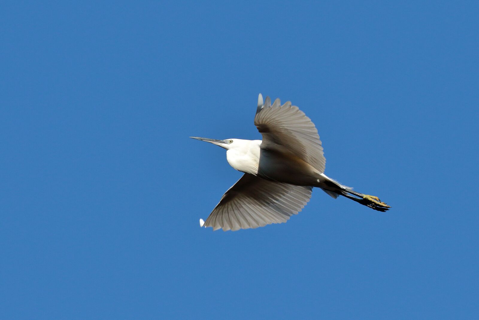 Canon EOS 7D Mark II sample photo. Flight, white, sky photography