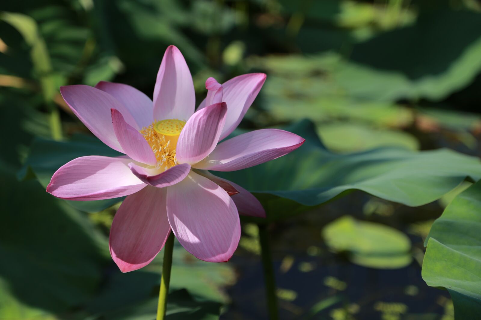 Canon EOS 6D + Canon EF 24-105mm F4L IS USM sample photo. Kite, lotus, water lilies photography