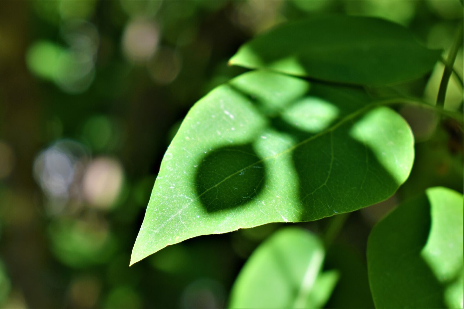 Nikon D3300 sample photo. Leaf, shadow, green photography