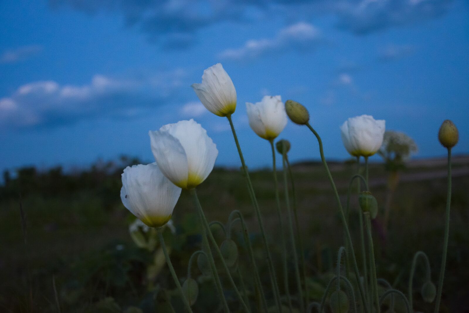 Nikon D7100 sample photo. Poppy, bloom, white photography