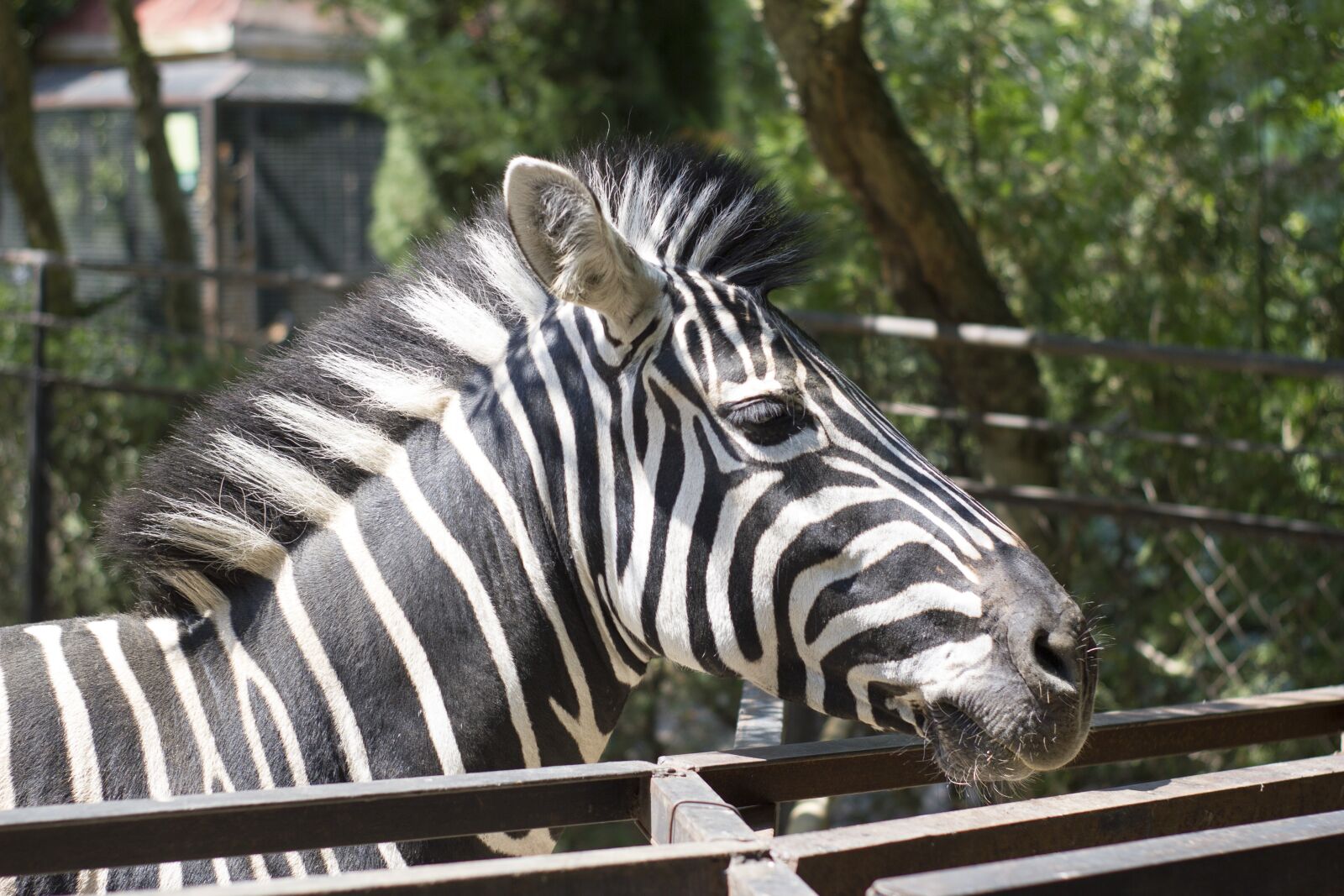 Canon EOS 550D (EOS Rebel T2i / EOS Kiss X4) sample photo. Zebra, zoo, yalta zoo photography