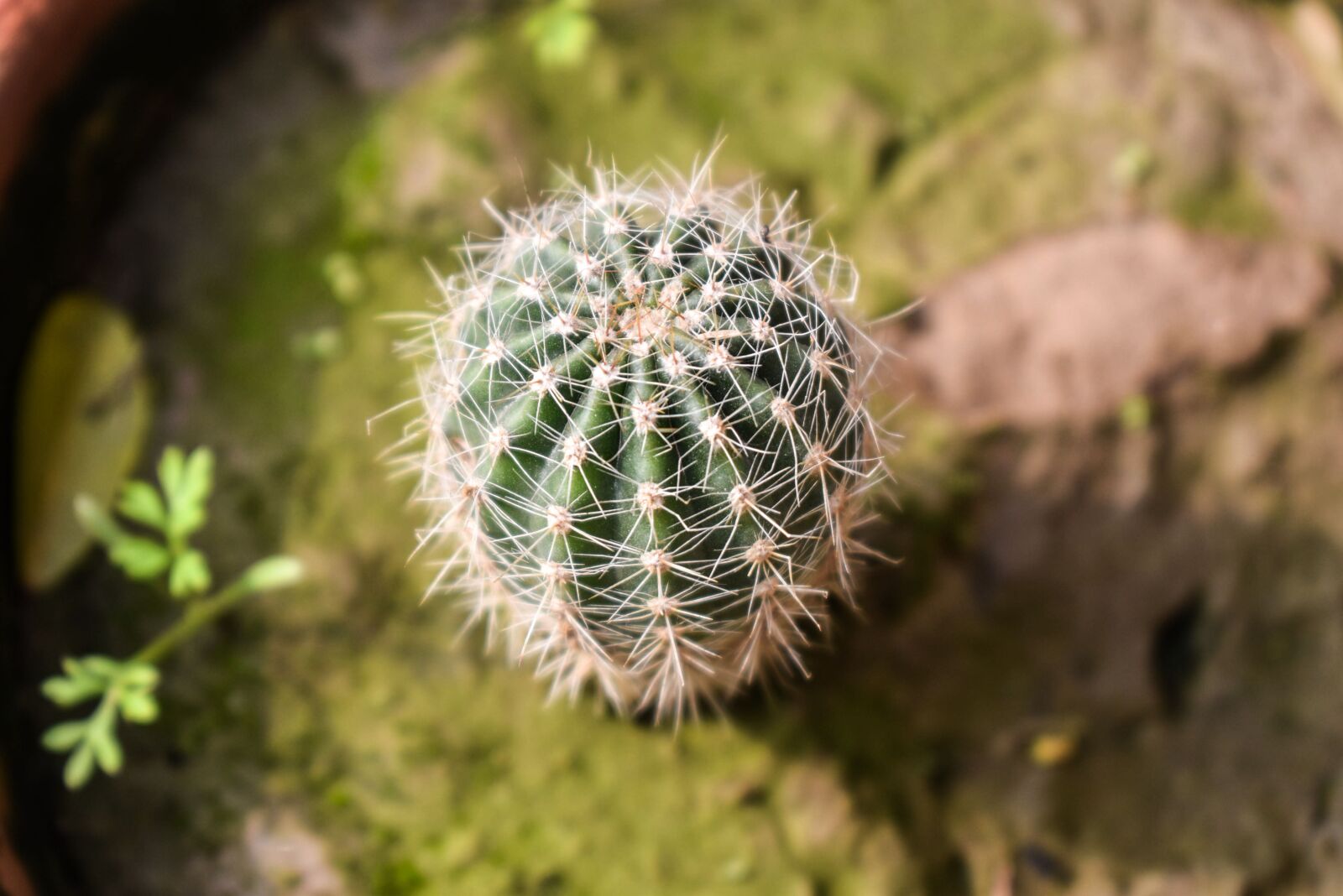 Nikon D3500 sample photo. Baby cacti, cacti, cactus photography