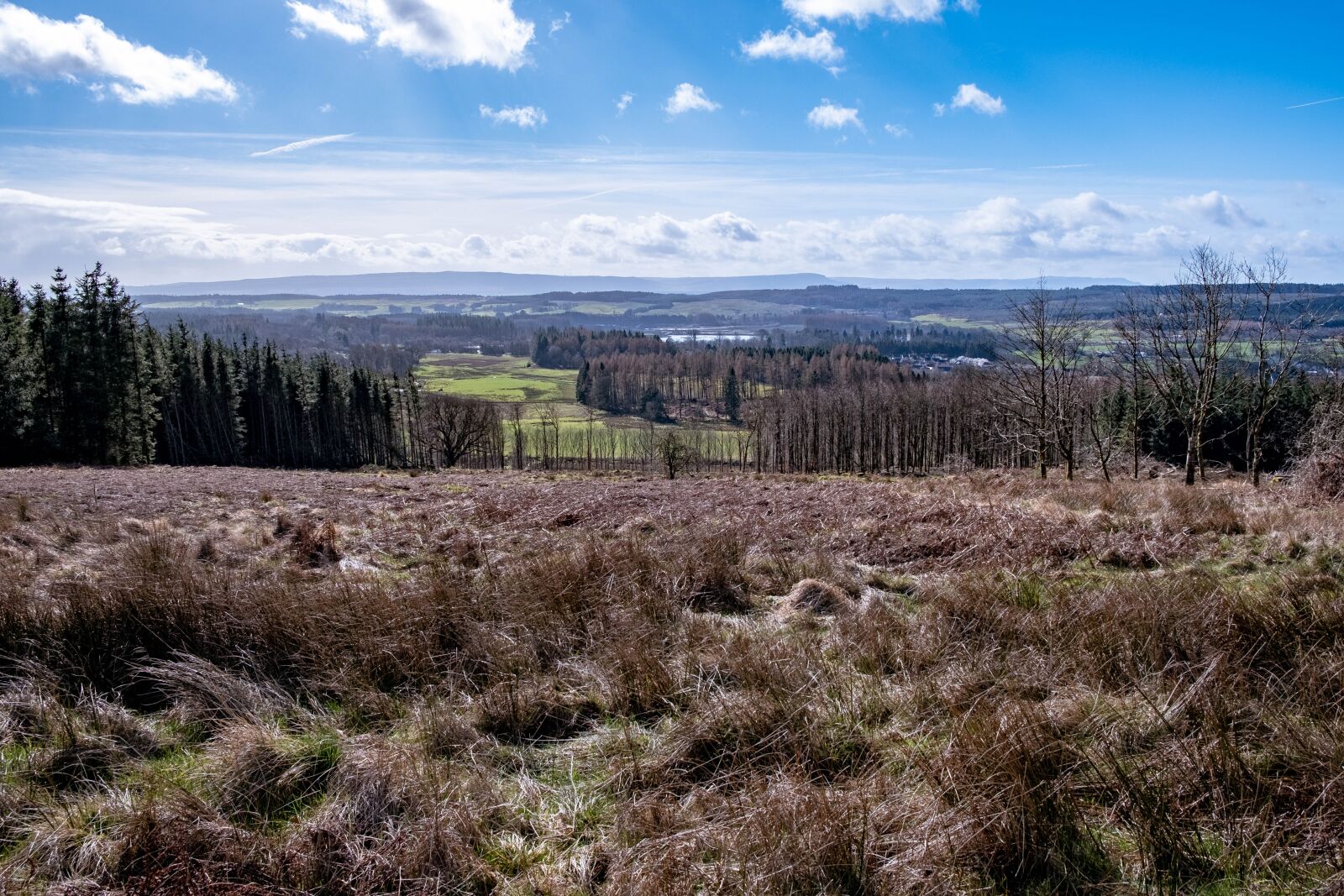 Fujifilm X-T3 sample photo. Scotland, trees, landscape photography