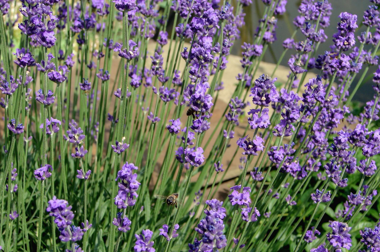 Sony DSC-H2 sample photo. Lavender, flowers, violet photography