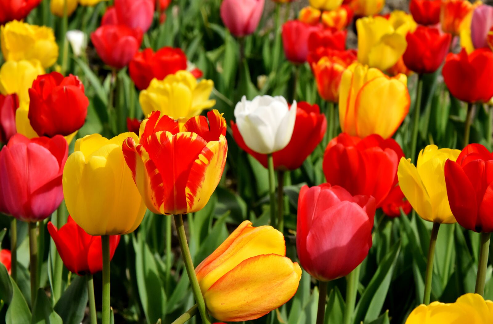 Nikon D7200 sample photo. Tulips, flowers, colorful photography