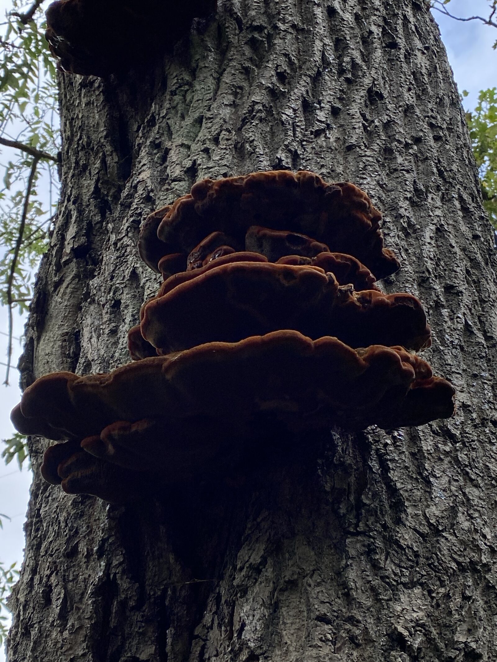 Apple iPhone 11 sample photo. Tree, mushrooms, autumn photography