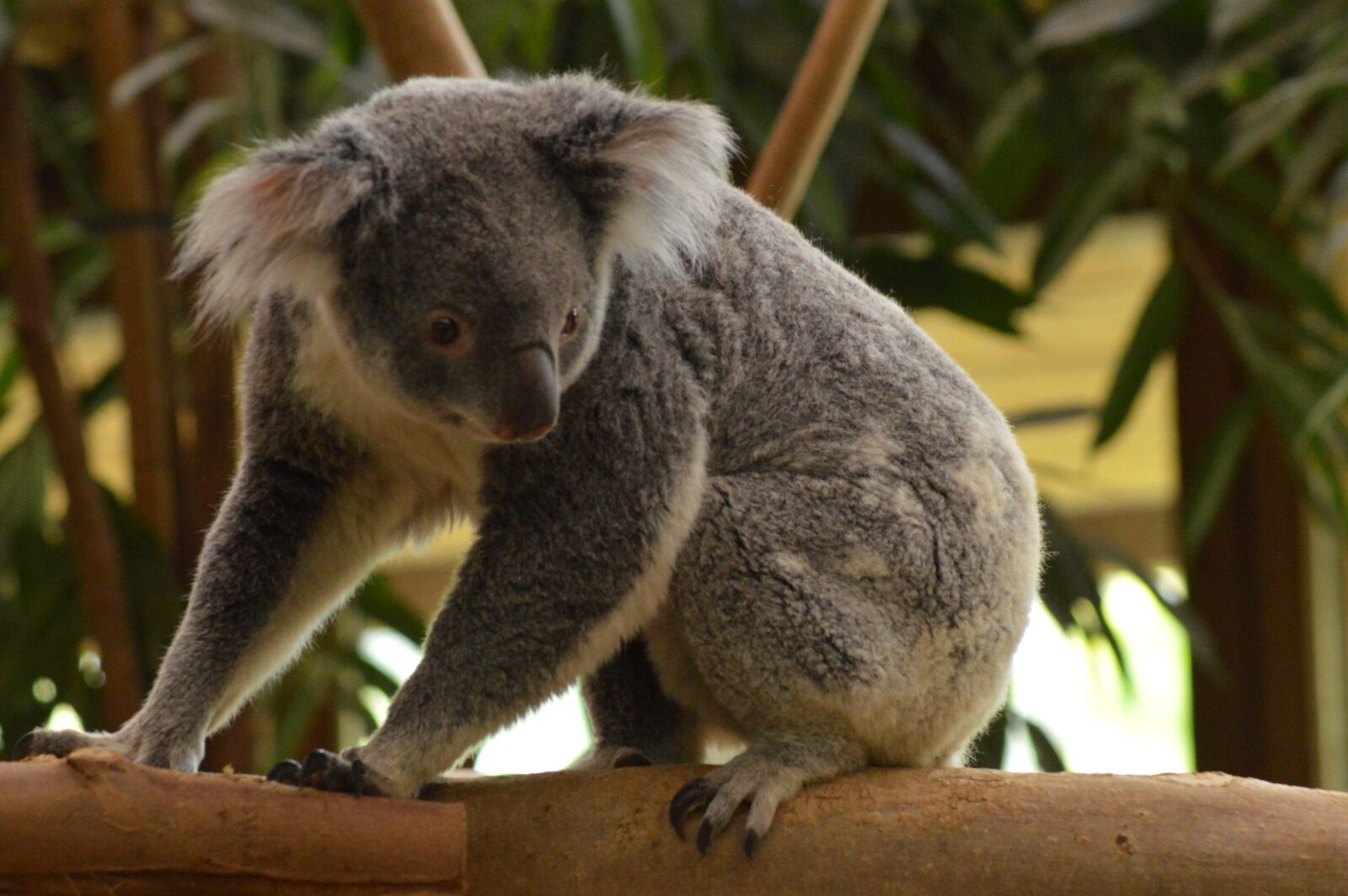 Nikon D3200 sample photo. Koala, grey, fur photography