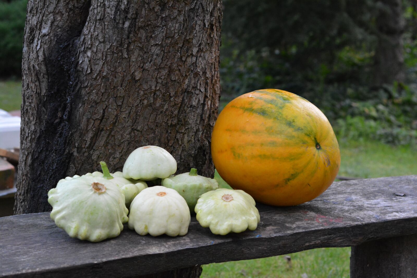 Nikon D5200 sample photo. Watermelon, pumpkin, patison photography