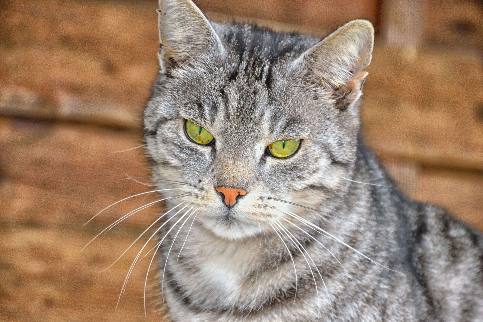 Nikon D3100 sample photo. Eyes, portrait, animal photography