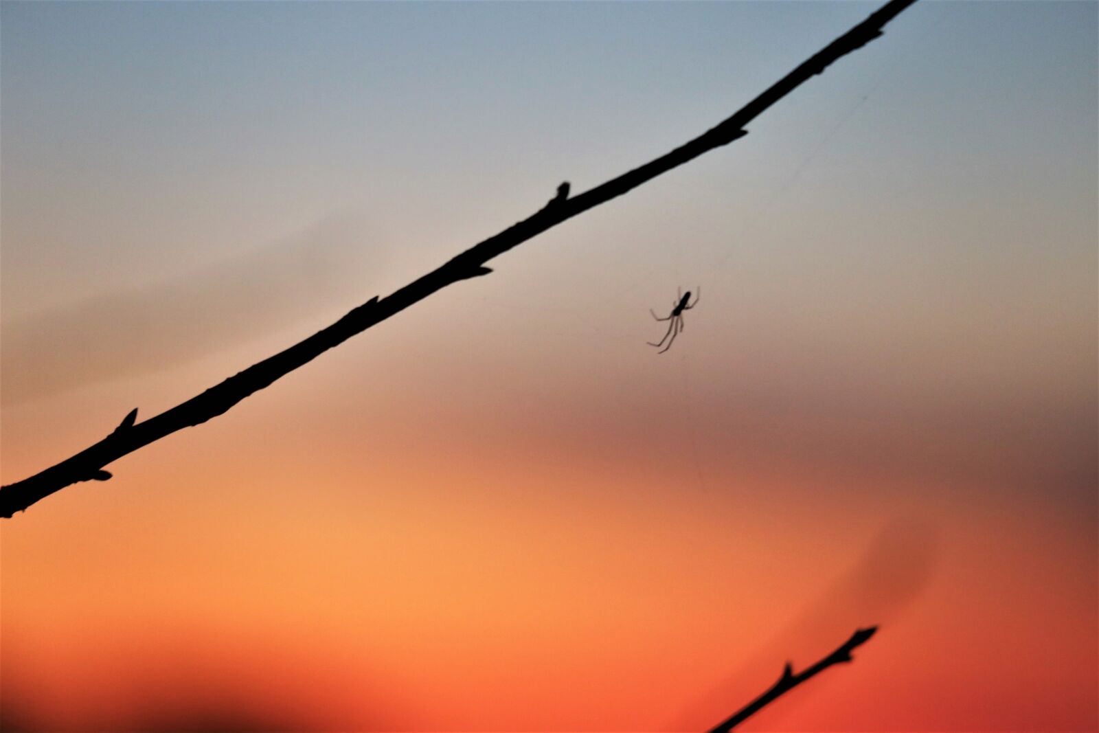 Canon EOS 6D + Canon EF 70-300 F4-5.6 IS II USM sample photo. Branches, spider, sunset photography
