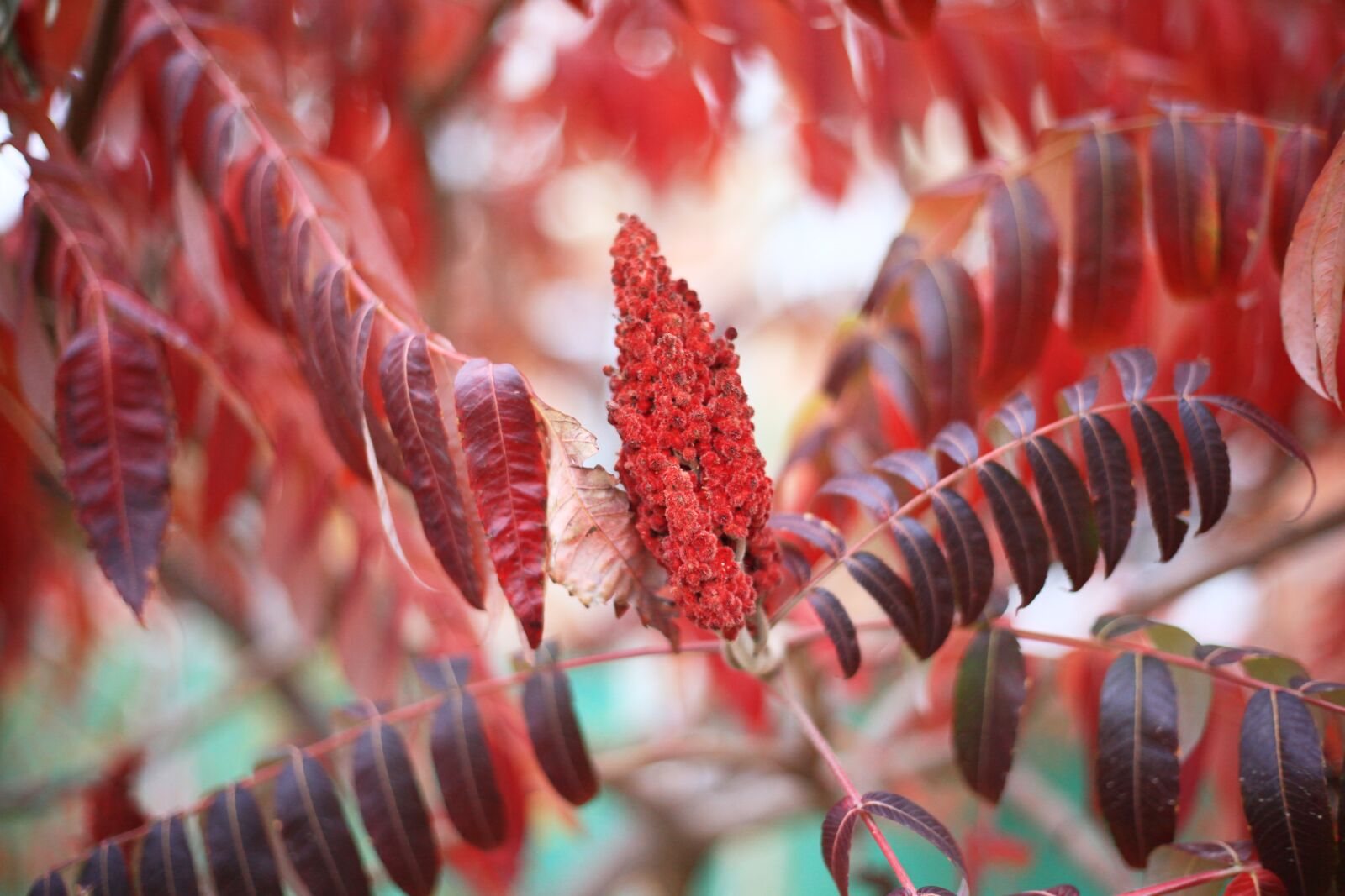 Canon EOS 5D Mark II sample photo. Autumn, red leaves, autumn photography