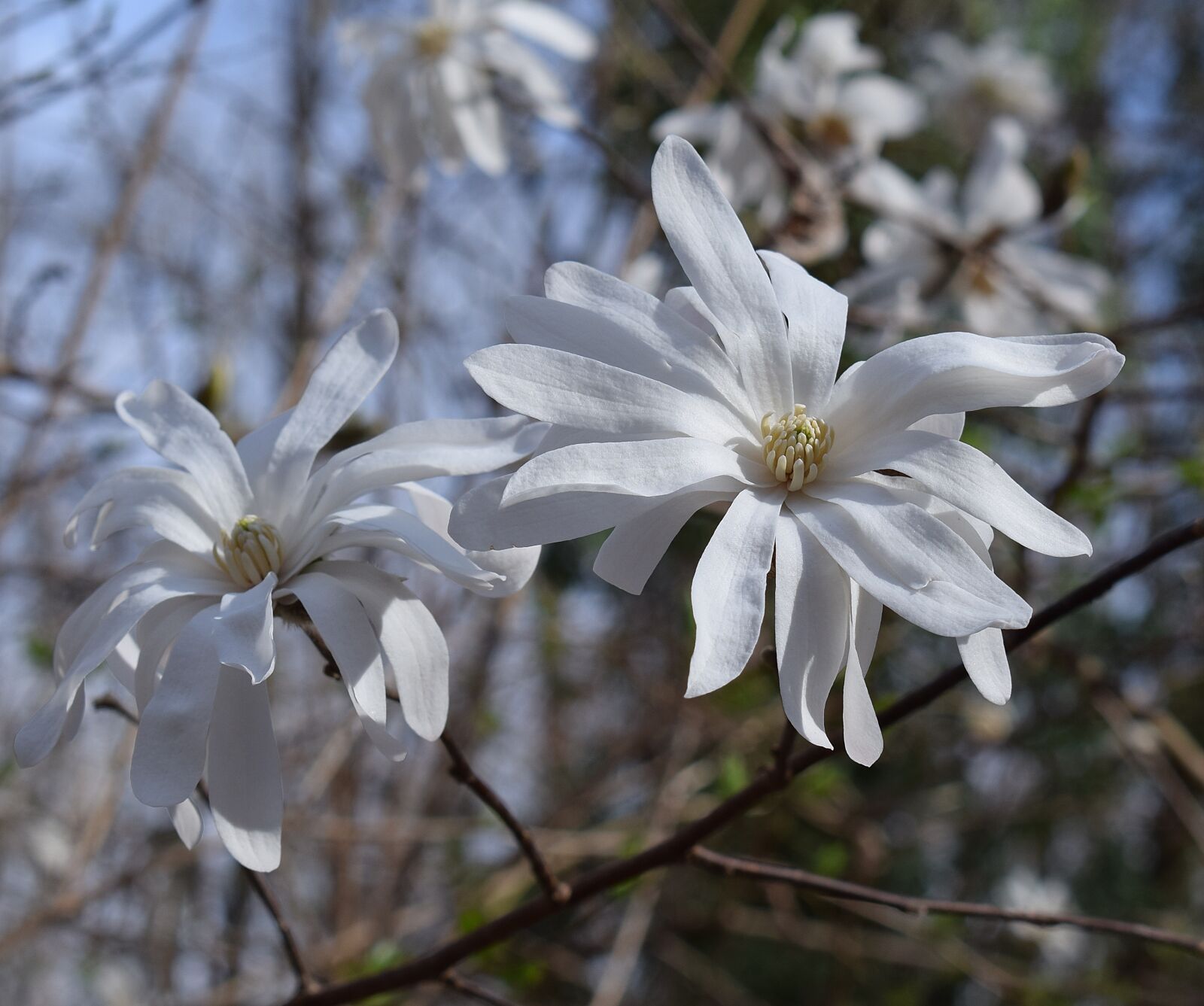 Nikon D3300 sample photo. Star magnolia, magnolia, tree photography