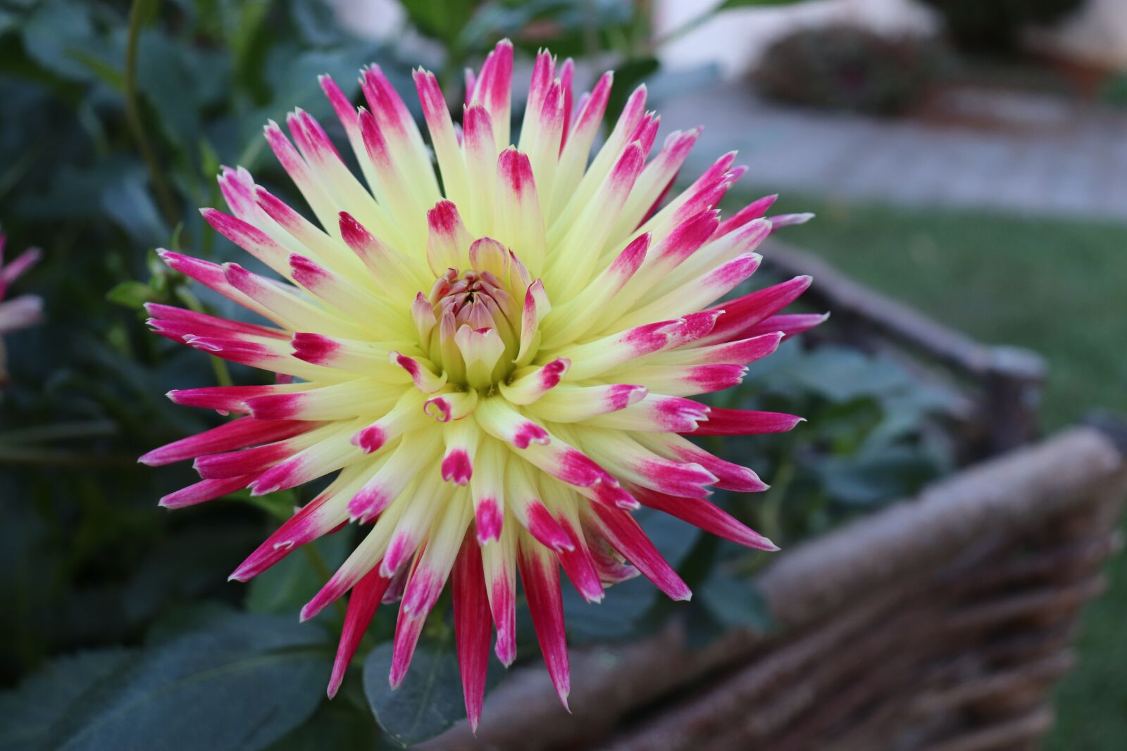 Canon EOS 800D (EOS Rebel T7i / EOS Kiss X9i) sample photo. Dahlias, color yellow and photography