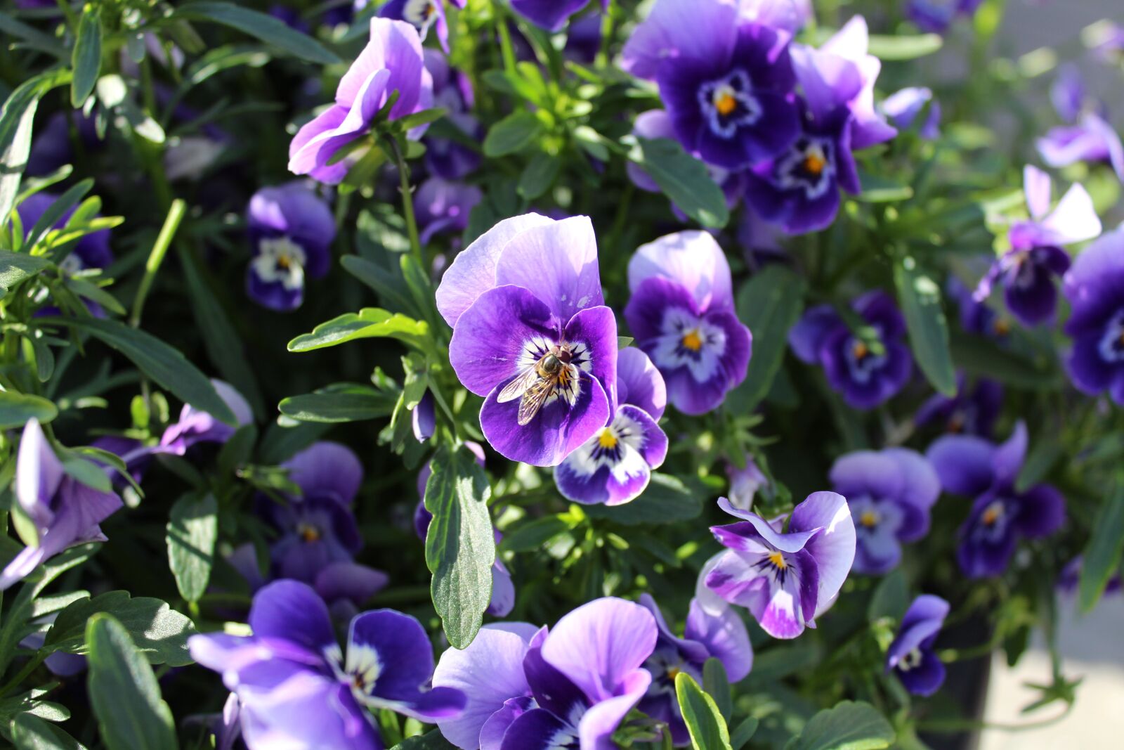Canon EOS 1300D (EOS Rebel T6 / EOS Kiss X80) sample photo. Bee, nature, flowers photography