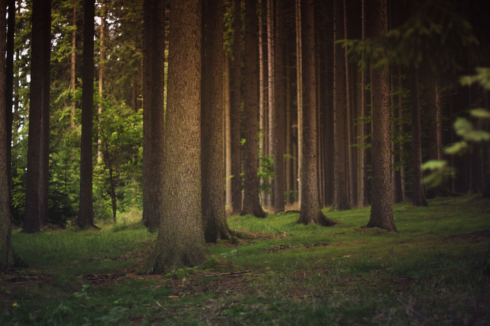 Nikon D5200 sample photo. Forest, tree trunks, trees photography