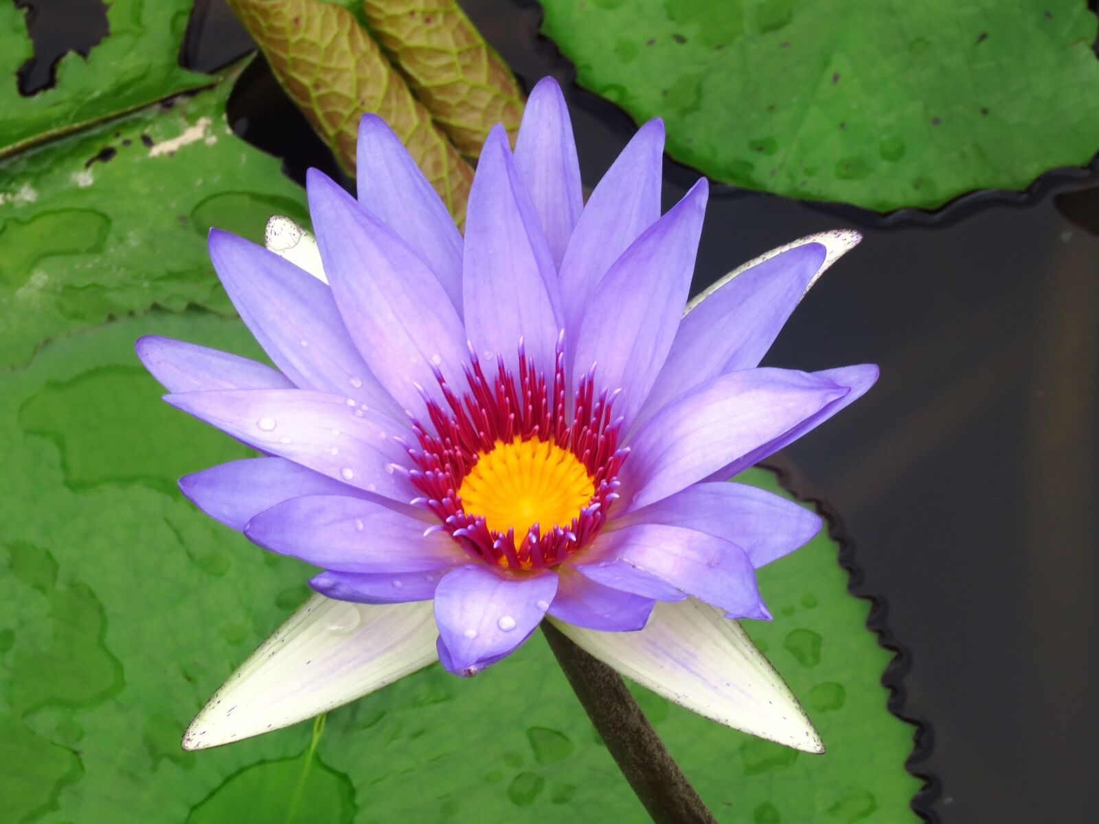Canon PowerShot SX60 HS sample photo. Lilly flower, flower, lilly photography