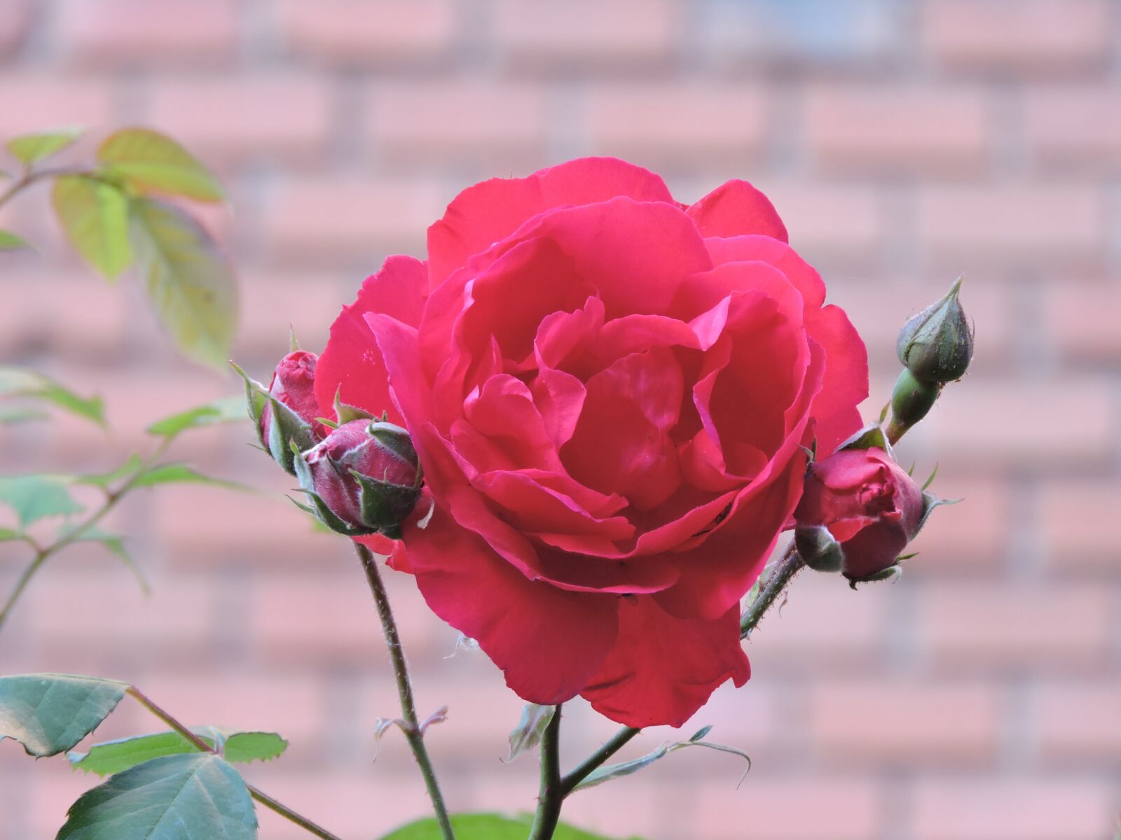 Nikon Coolpix P600 sample photo. Rosa, garden, flowers photography