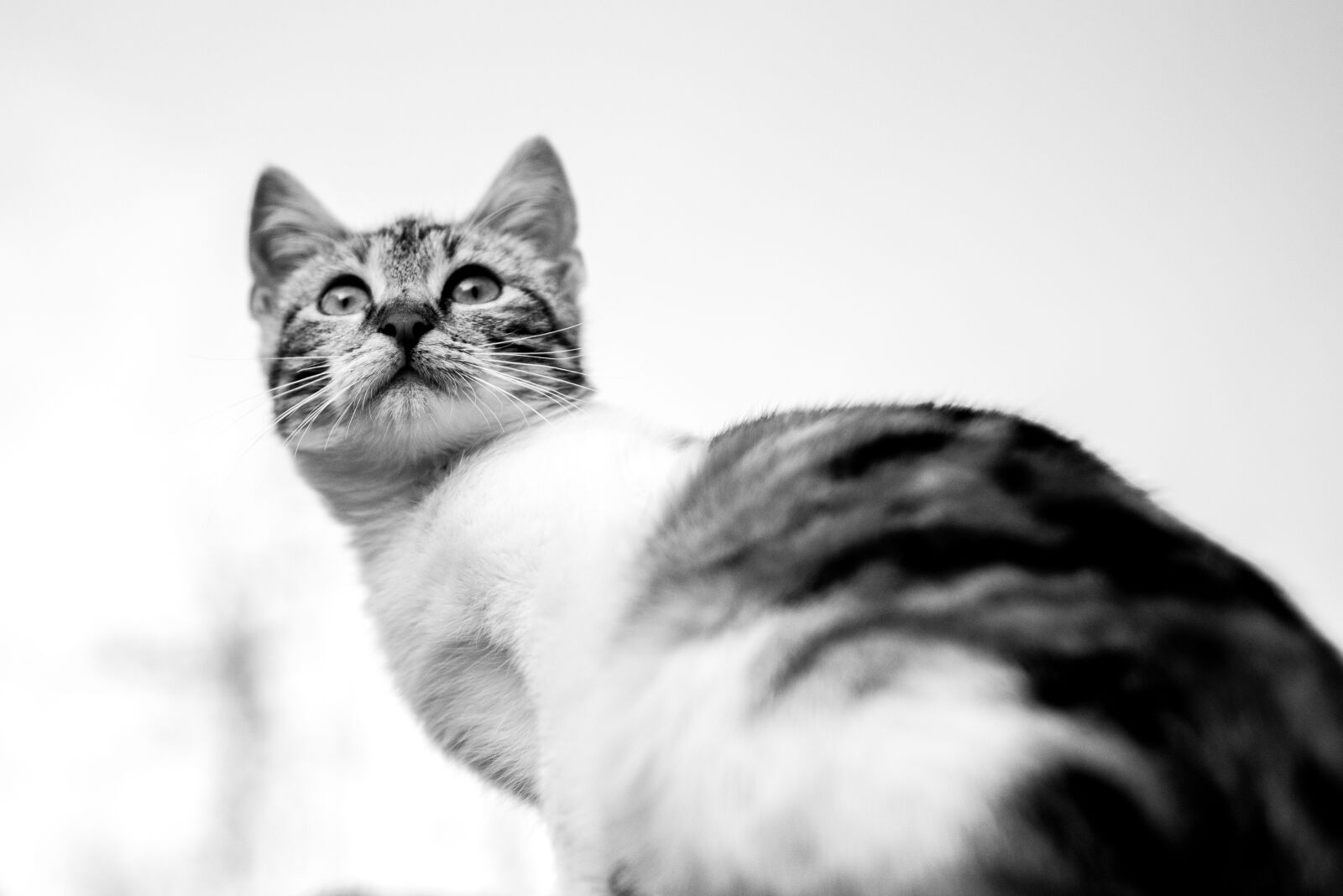 Nikon D750 sample photo. Black and white, cat photography