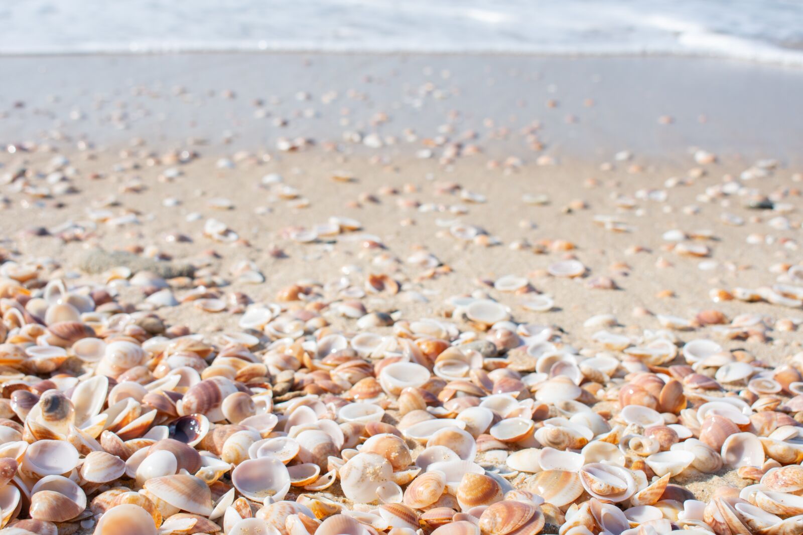 Nikon D7200 sample photo. Sea, seashells, sand photography