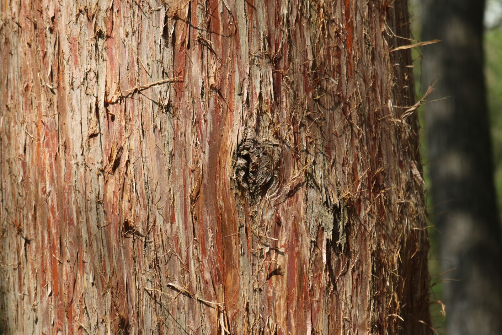 Canon EOS 750D (EOS Rebel T6i / EOS Kiss X8i) sample photo. Tree, bark, environment photography