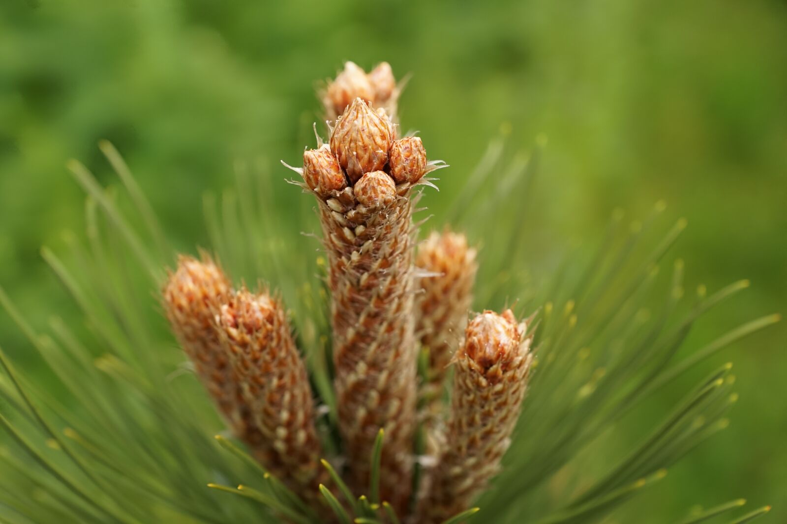 Sony ILCA-77M2 + Sony DT 16-50mm F2.8 SSM sample photo. Spruce, green, plant photography