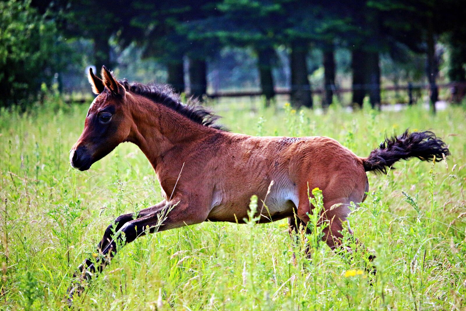 Canon EOS 100D (EOS Rebel SL1 / EOS Kiss X7) sample photo. Horse, foal, thoroughbred arabian photography