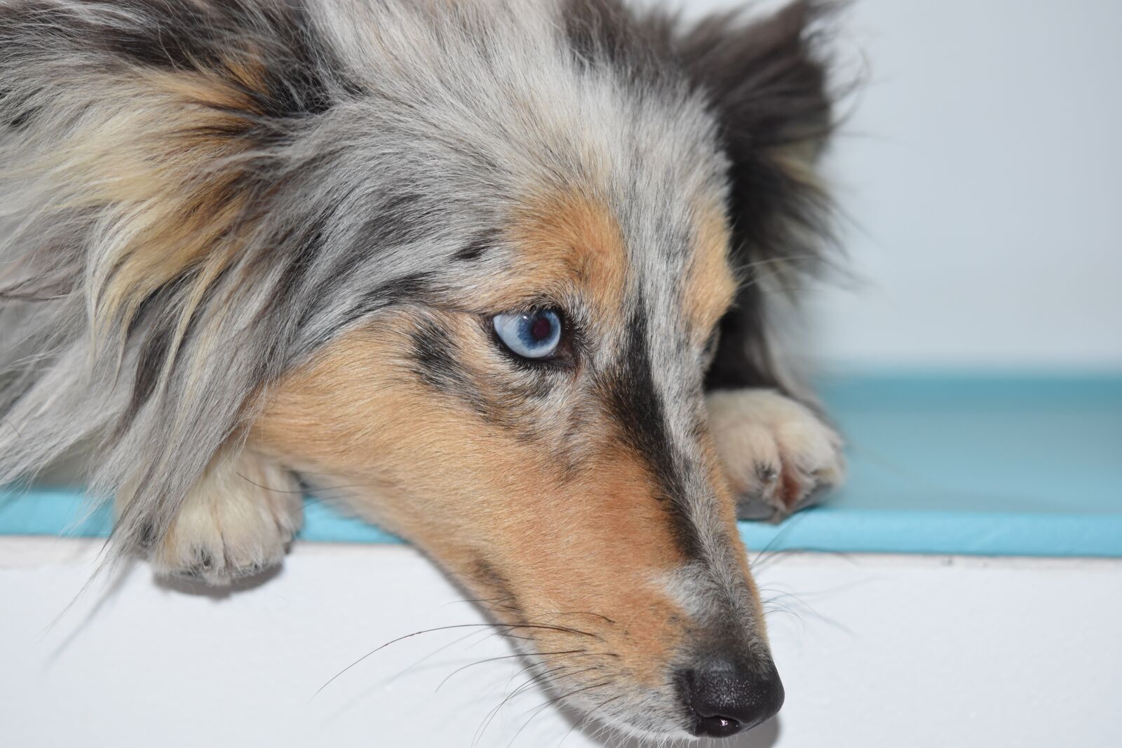 Nikon D5600 sample photo. Dog, bitch, portrait photography
