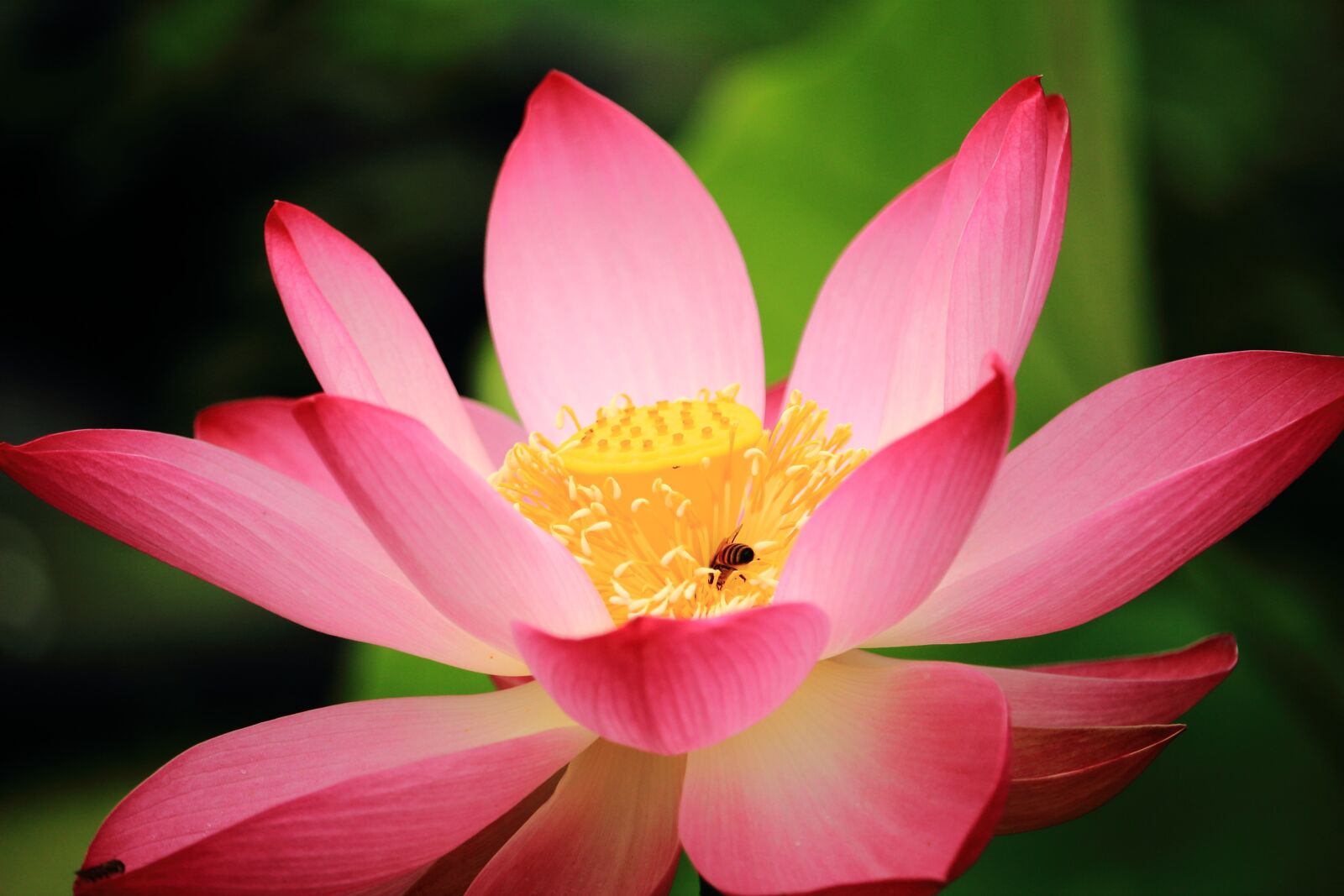 Canon EOS 100D (EOS Rebel SL1 / EOS Kiss X7) sample photo. Lotus, daechung, lotus village photography