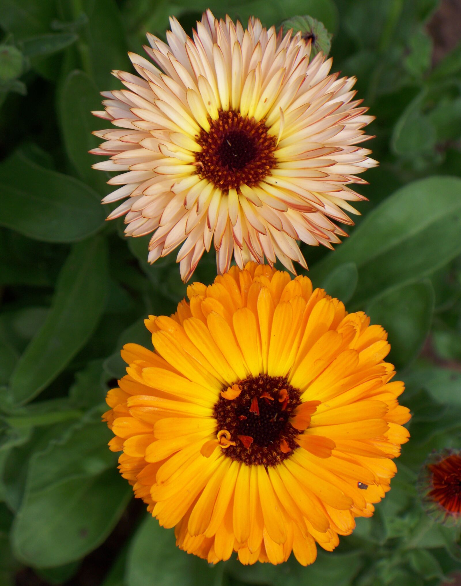 Kodak EASYSHARE Z1485 IS DIGITAL CAMERA sample photo. Flowers, orange, yellow photography