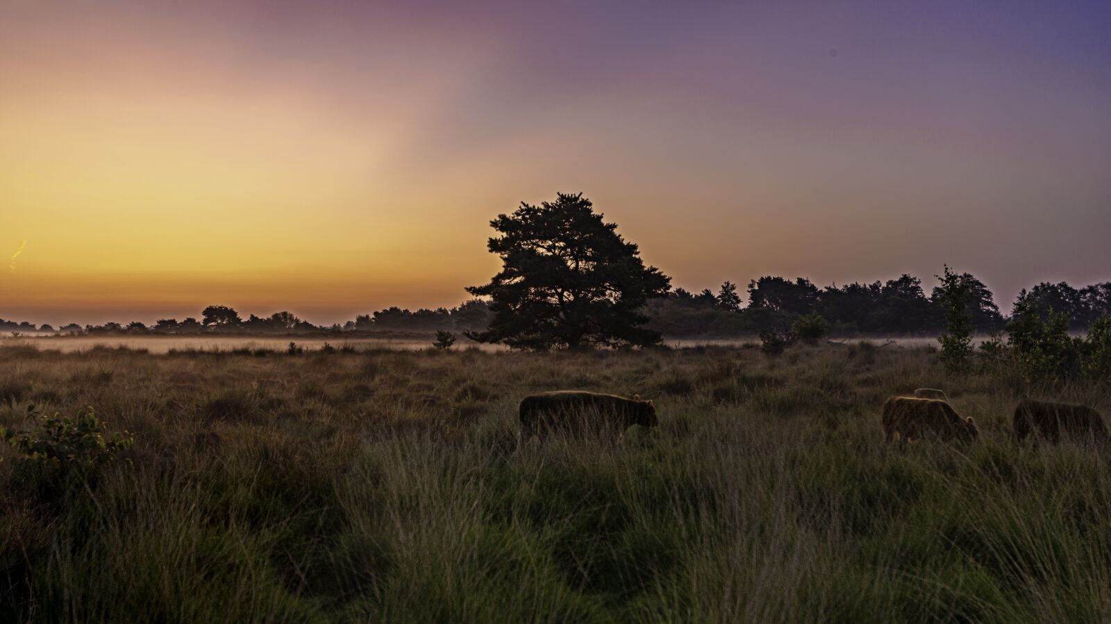 Sony a99 II sample photo. Sunrise, galoway cattle, tree photography