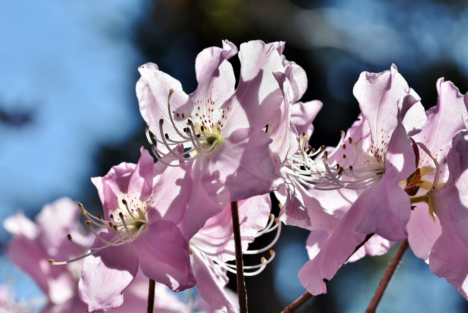 Nikon D7200 sample photo. Rhododendron, rhododendron buds, rhododendron photography