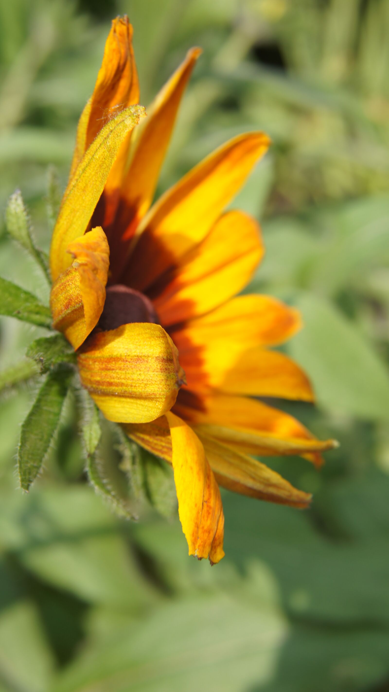 Sony SLT-A55 (SLT-A55V) + Sony DT 18-55mm F3.5-5.6 SAM sample photo. Echinacea, wildflowers, flower photography
