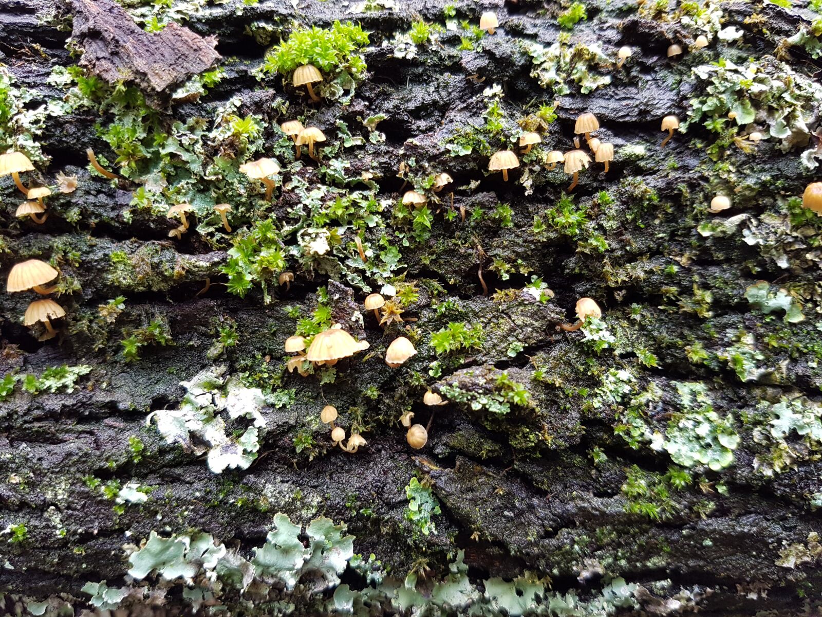 Samsung Galaxy S7 sample photo. Forest, fungi, mothernature, mushrooms photography