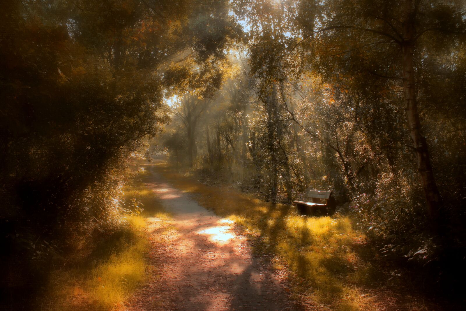 Canon EOS 1300D (EOS Rebel T6 / EOS Kiss X80) sample photo. Autumn, sunbeam, forest photography