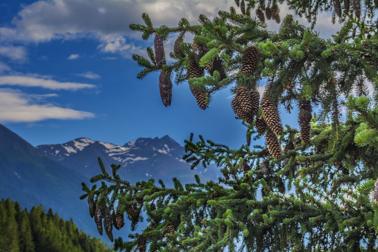 Nikon D5200 sample photo. Fir, tree, nature photography