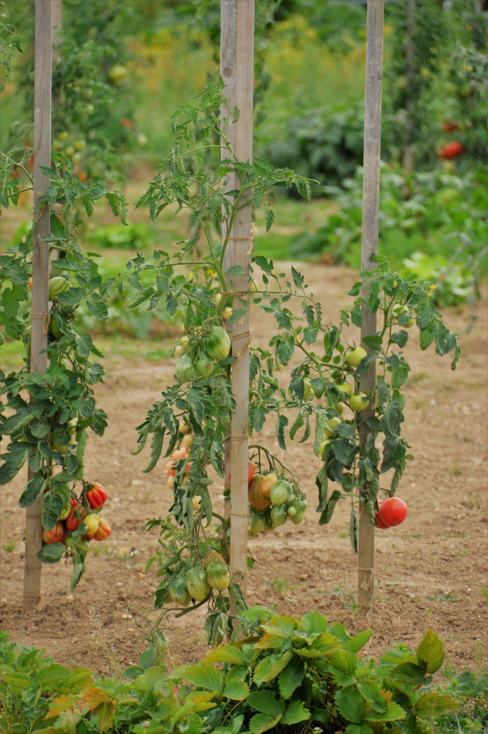 Nikon D3200 sample photo. Vegetable garden, vegetables, garden photography