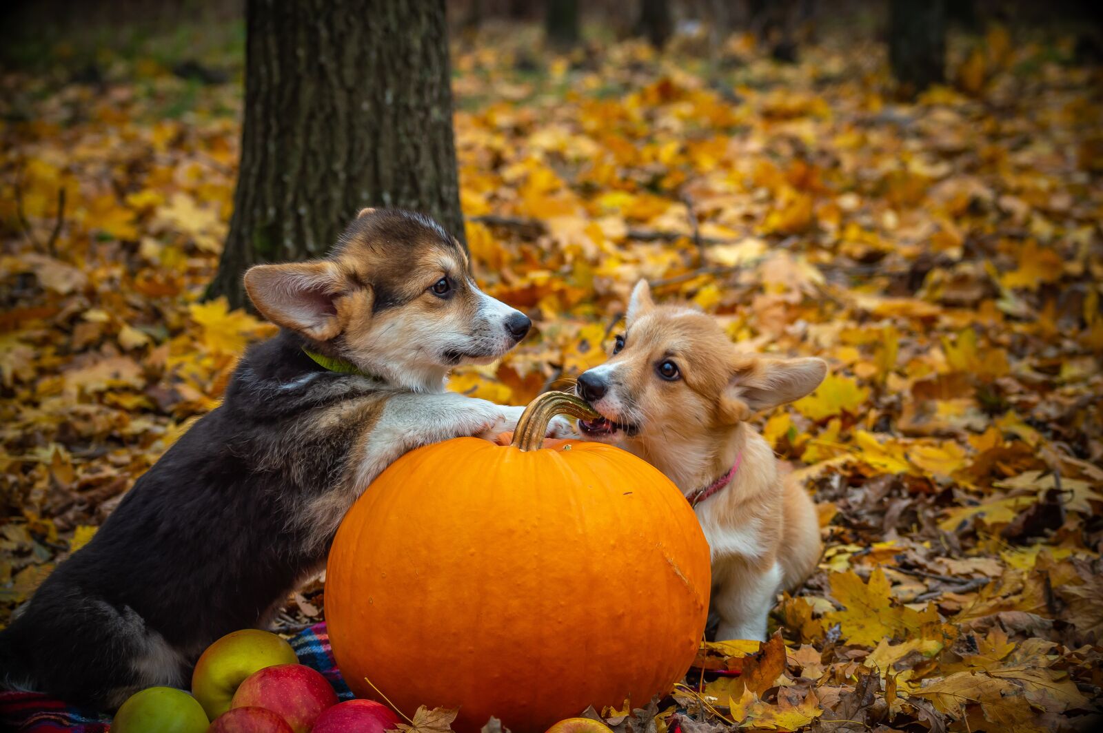 Nikon D3200 sample photo. Welsh corgi pembroke, corgi photography