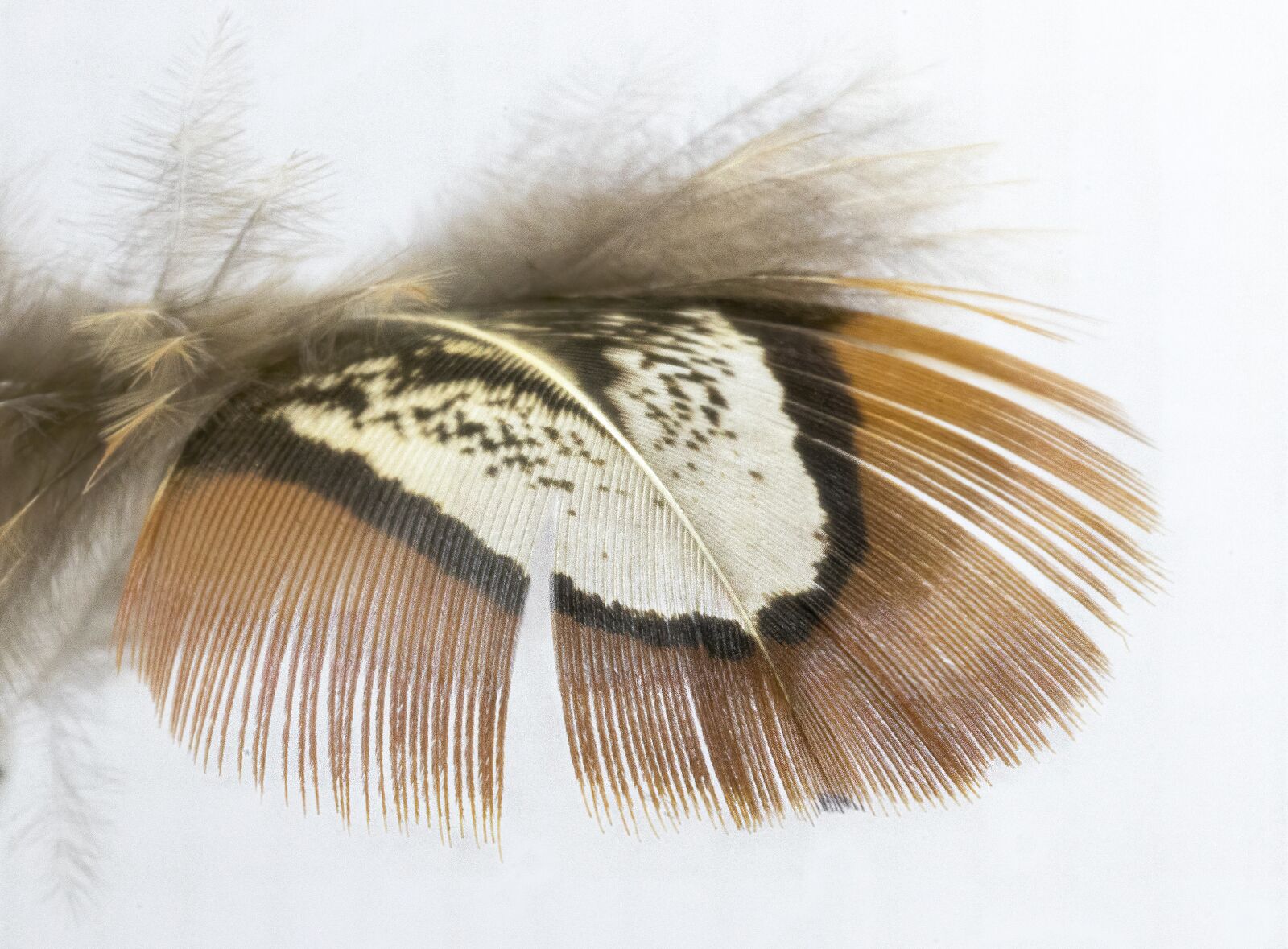 Canon EOS 800D (EOS Rebel T7i / EOS Kiss X9i) sample photo. Feather, pheasant, shoulder photography