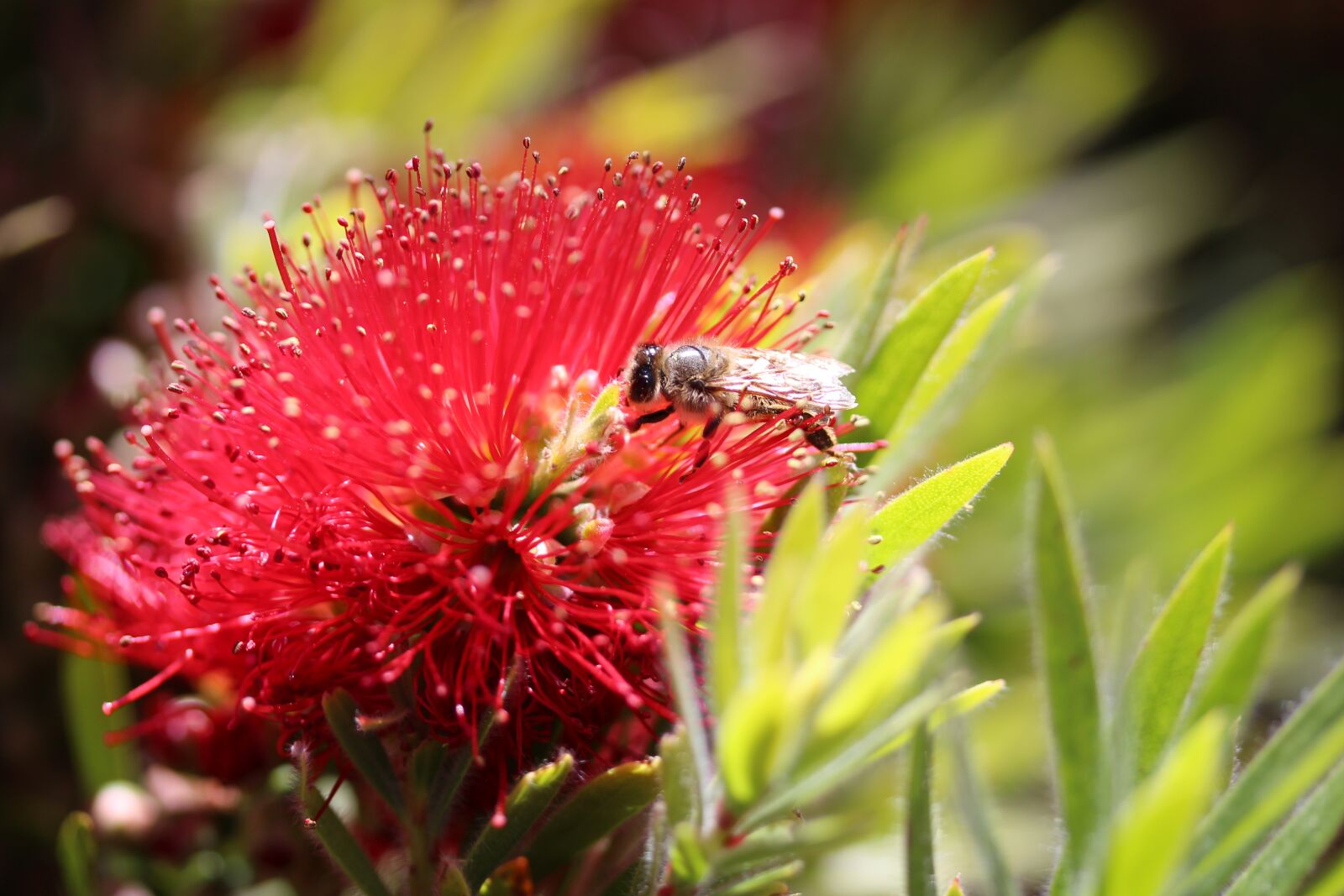 Canon EOS 700D (EOS Rebel T5i / EOS Kiss X7i) + Canon EF-S 60mm F2.8 Macro USM sample photo. Bee, pollination, callistemon photography