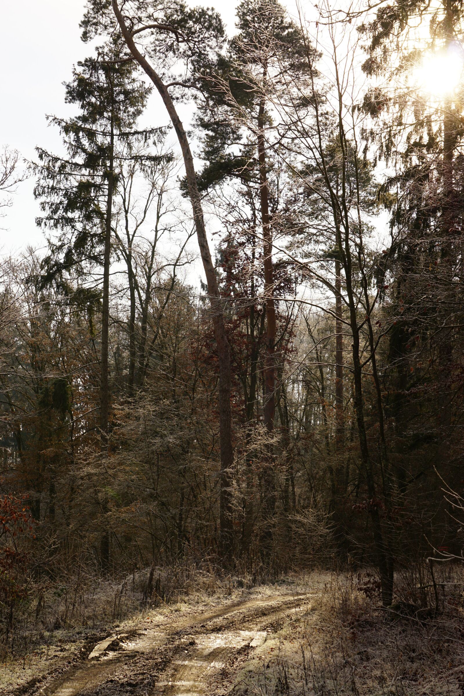 Sony E 55-210mm F4.5-6.3 OSS sample photo. Forest, mood, frozen photography