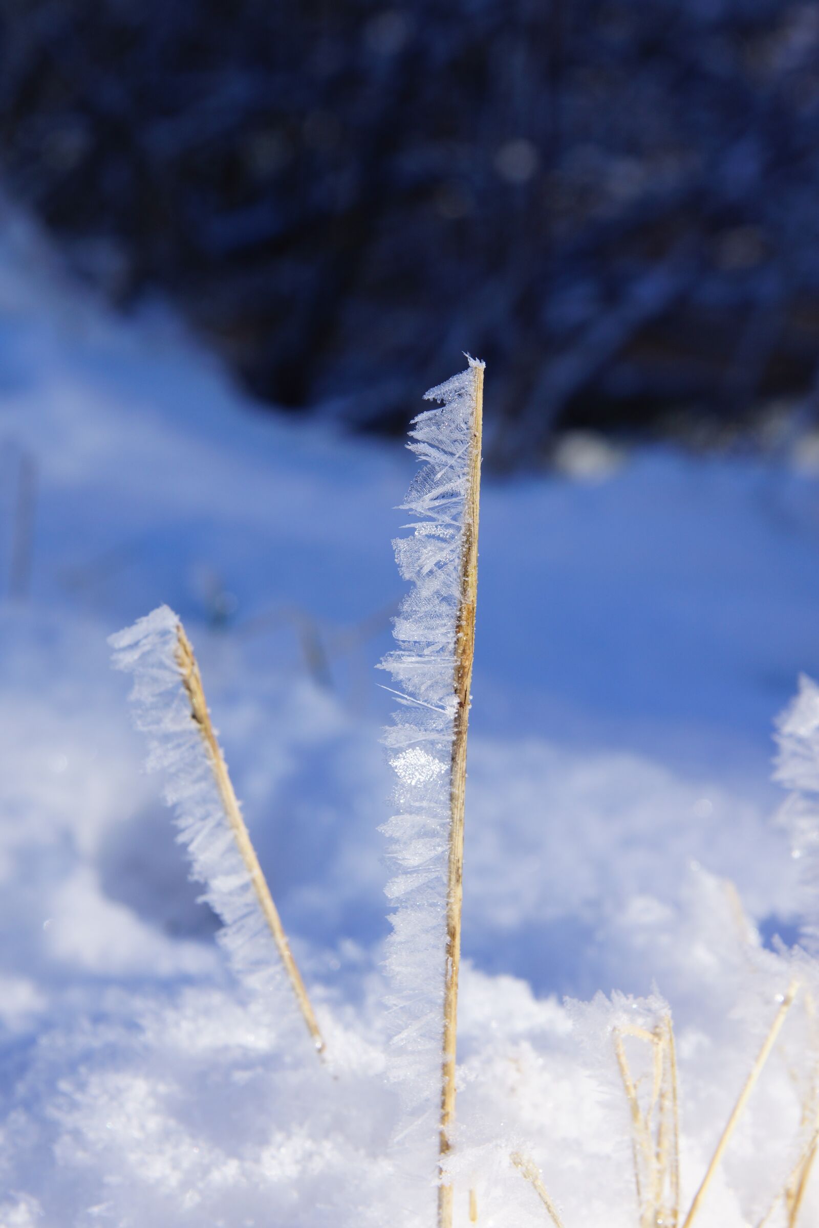 24-70mm F2.8 sample photo. Nature, winter, snow photography