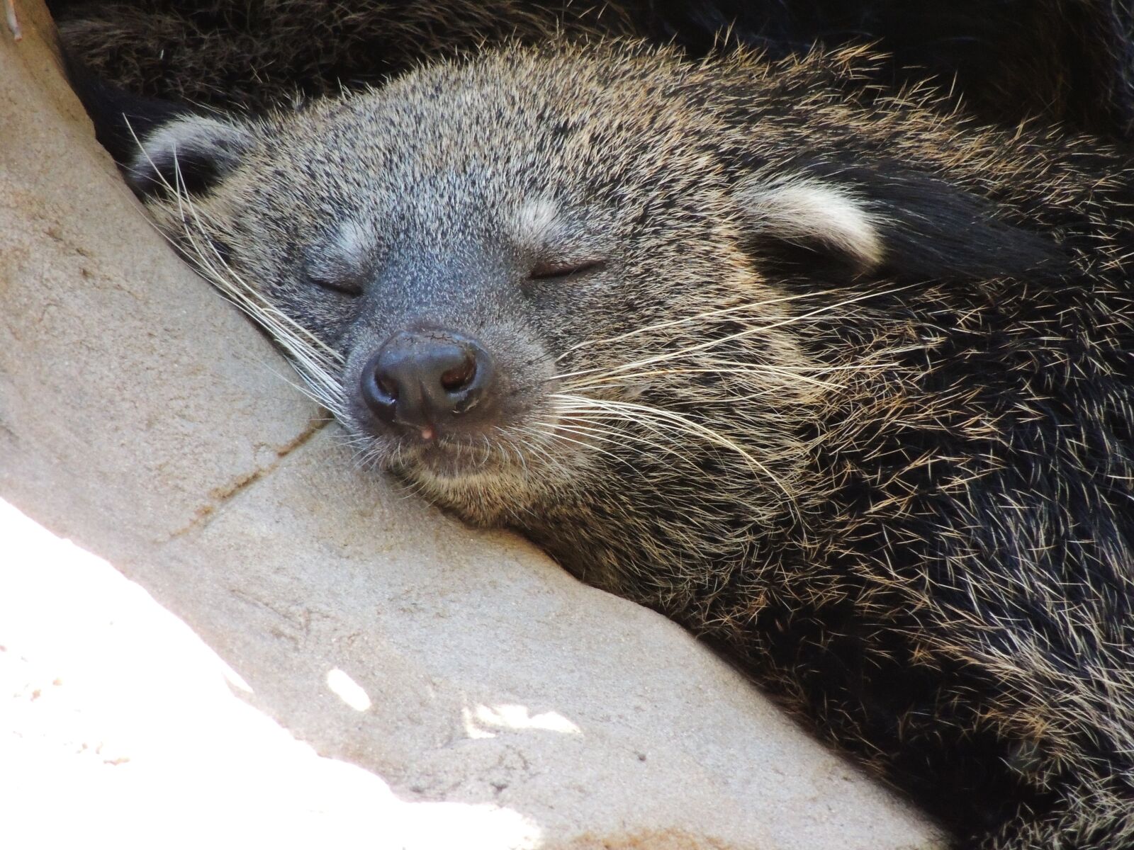 Nikon Coolpix P510 sample photo. Sleeping, animal, zoo photography