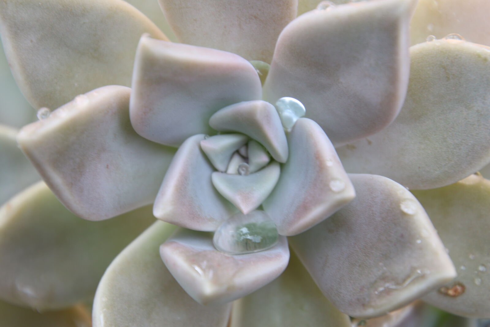 Canon EOS 7D Mark II sample photo. Drops, garden, grow, leaves photography