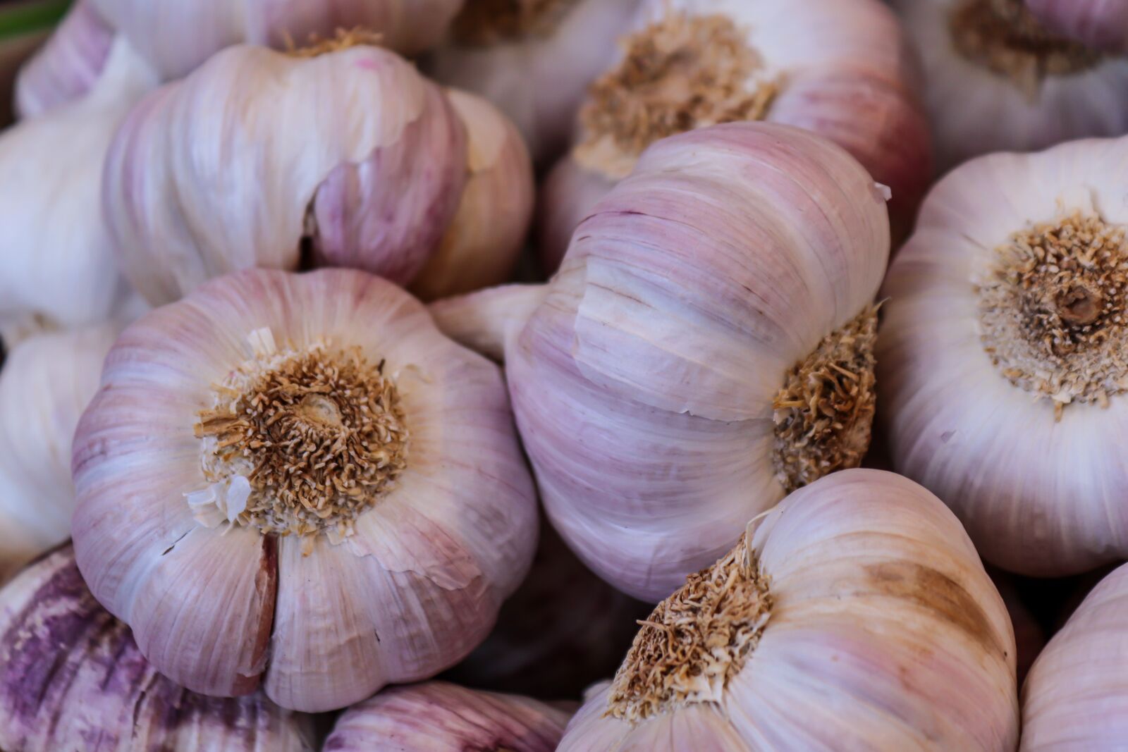 Canon EOS 200D (EOS Rebel SL2 / EOS Kiss X9) sample photo. Garlic, tuber, healthy photography